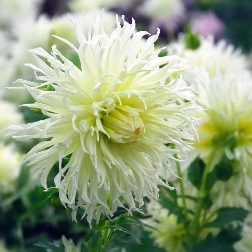 Dahlia Crispa Tsuki Yori No Shisha (1 Bulb)
