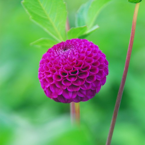 Dahlia Pompon Rocco (1 Bulb)