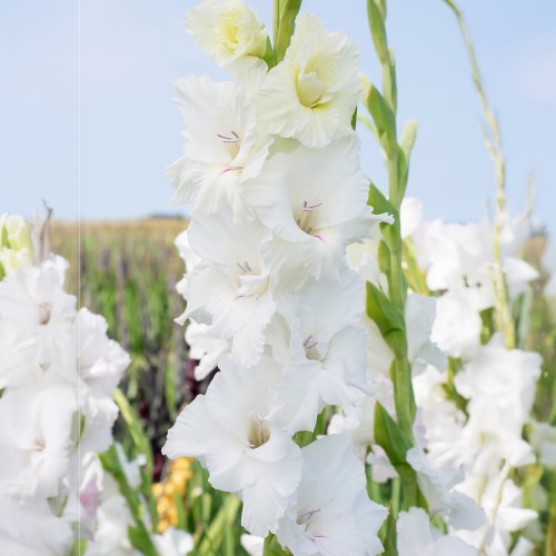 Gladiolus White Prosperity (5 Bulbs)
