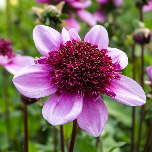 Dahlia Mignon Blue Bayou (1 Bulb)