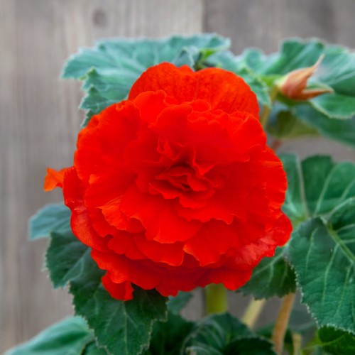 Begonia double red (3 Bulbs)