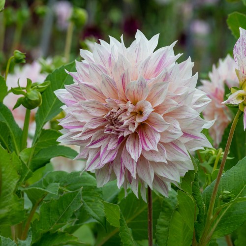 Dahlia Café au Lait Twist (1 Bulb)