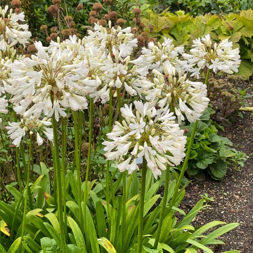 Agapanthus white (1 Bulb)
