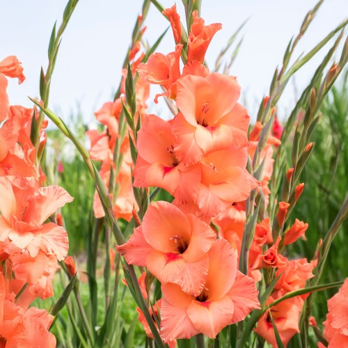 Gladiolus Peter Pears (5 Bulbs)