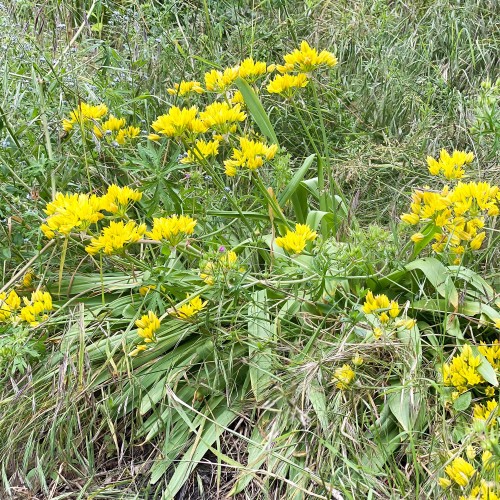 Allium Moly (15 Bulbs)