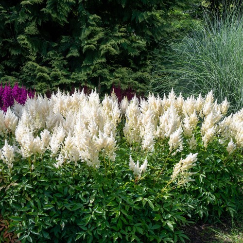 Astilbe White (1 Bulb)