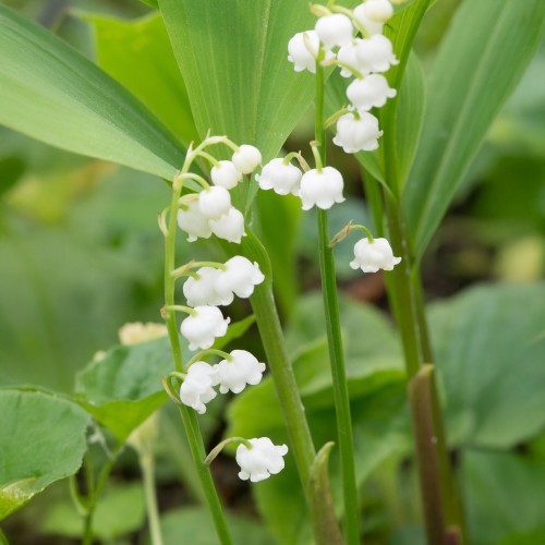 Convallaria White (3 Bulbs)