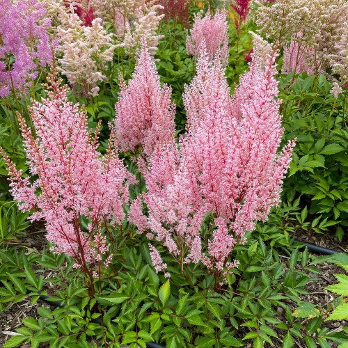 Astilbe Pink (1 Bulb)