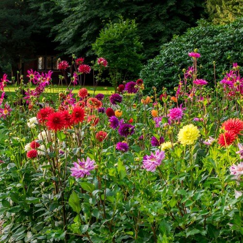 Dahlia Border Mix (3 Bulbs)