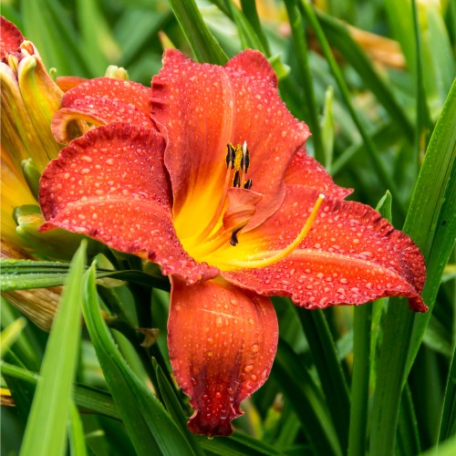 Hemerocallis Red (1 Bulb)