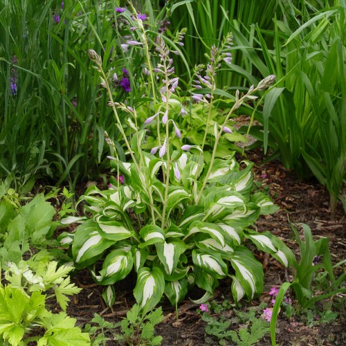 Hosta Medio Variegata (1 Bulb)