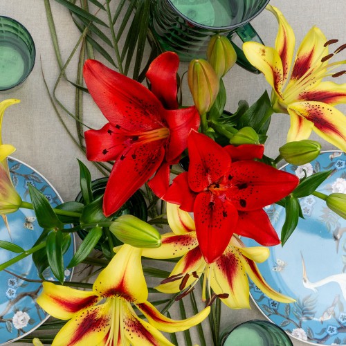Lilium Red (1 Bulb)