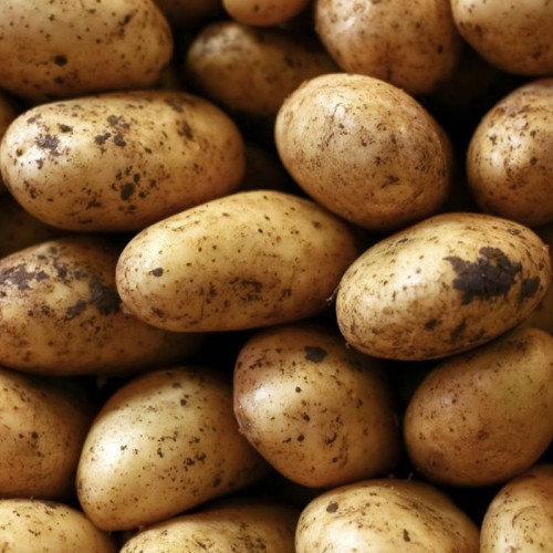 Francis Seed Potatoes