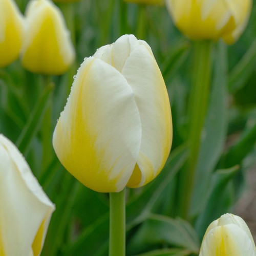 Creamy Eggnog Mix: Tulip Francoise & Daffodil (Narcissus) Sweet Pomponette