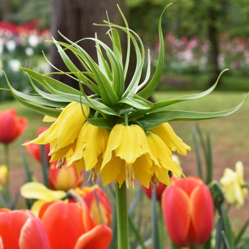 Fritillaria Imperialis Lutea 1 Bulb Ready for Planting Now in UK Autumn Outdoor Gardens