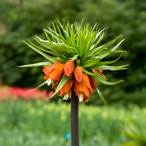 Fritillaria Imperialis Rubra 1 Bulb Ready for Planting Now in UK Autumn Outdoor Gardens by Jamieson Brothers