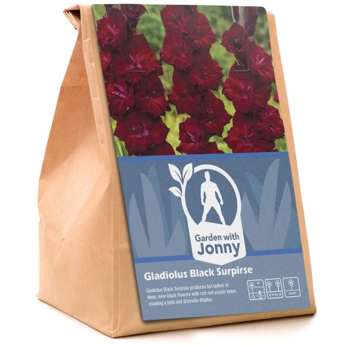 Gladiolus Black Surprise (7 Bulbs)