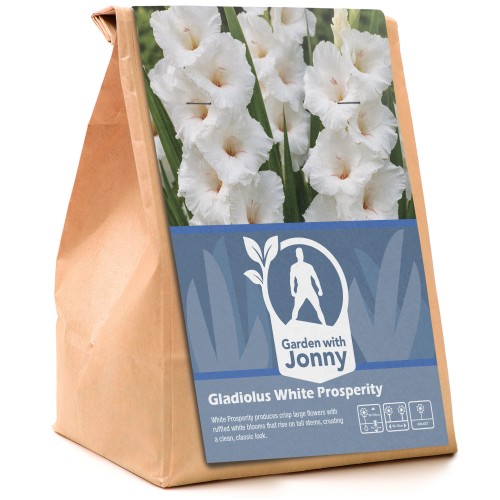Gladiolus White Prosperity (5 Bulbs)