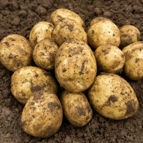 Gemson Seed Potatoes