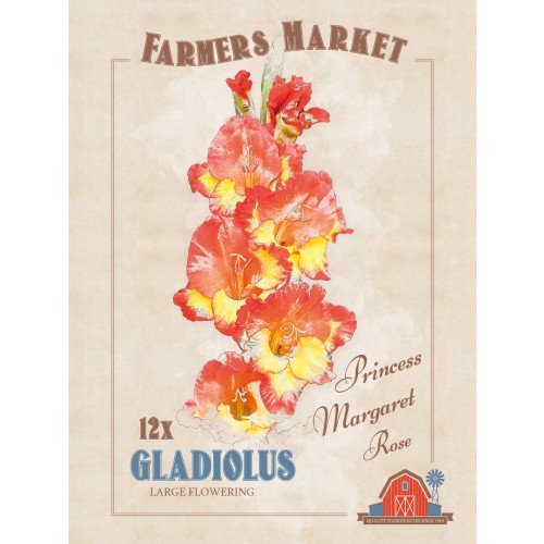 Gladiolus Princess Margaret Rose (12 Bulbs) by Jamieson Brothers