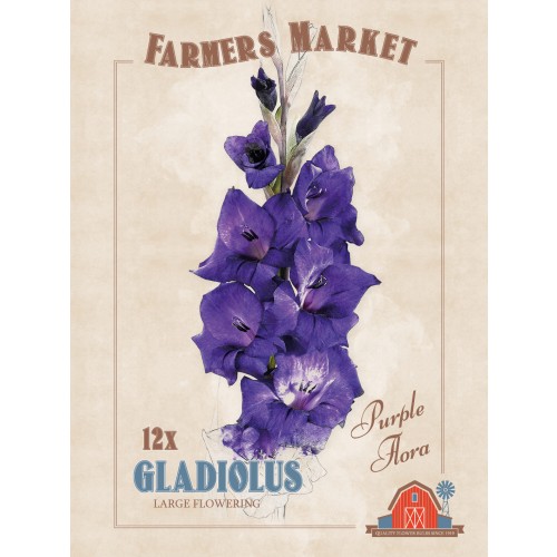 Gladiolus Purple Flora (12 Bulbs) by Jamieson Brothers