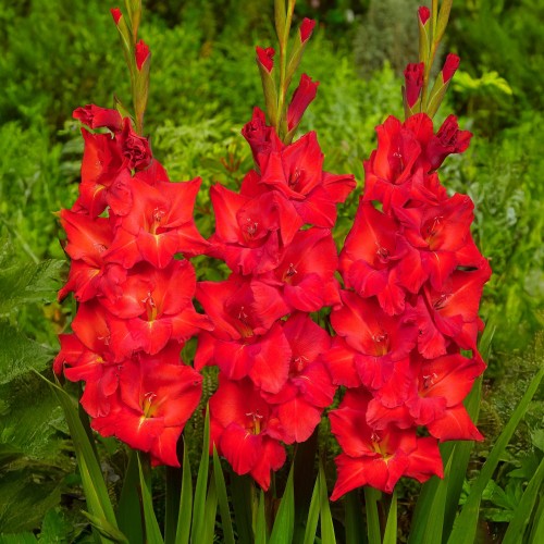 Gladiolus Victor Borge (Gladiolus Hortulanus) 10x Spring Planting Flower Bulbs
