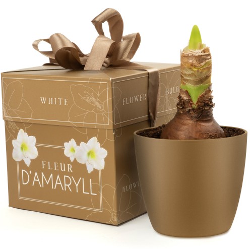 Deluxe Amaryllis White (1 bulb) - Gift Box by Jamieson Brothers 