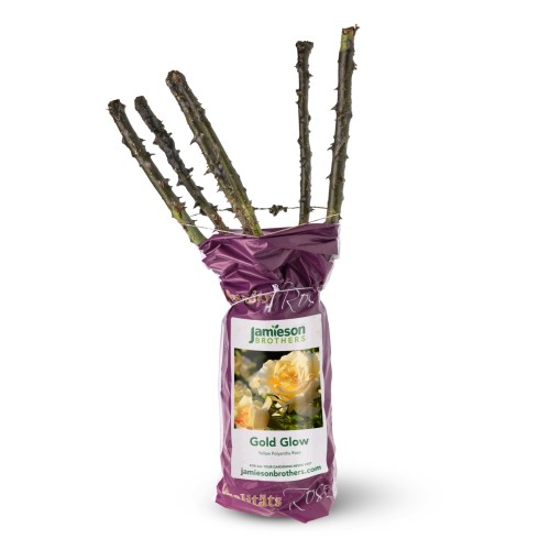 Polyantha Rose - Gold Glow, bare rootball by Jamieson Brothers