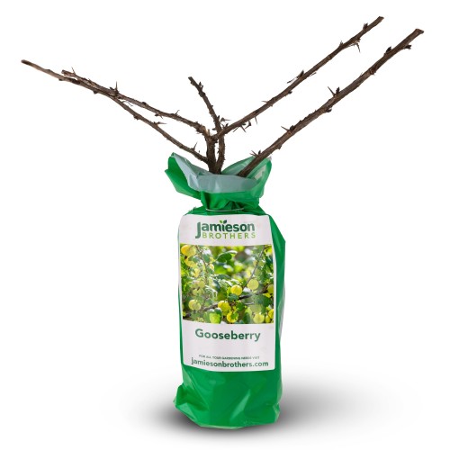 Gooseberry - Spring planting bare root fruit bush/shrub by Jamieson Brothers