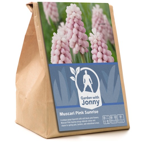 Garden with Jonny Muscari Pink Sunrise 10 Bulbs