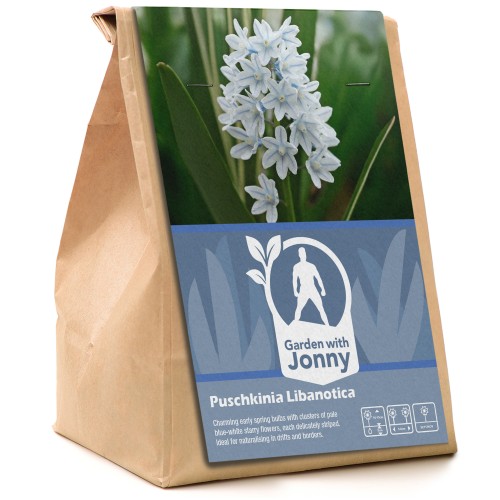 Garden with Jonny Puschkinia Libanotica 50 Bulbs