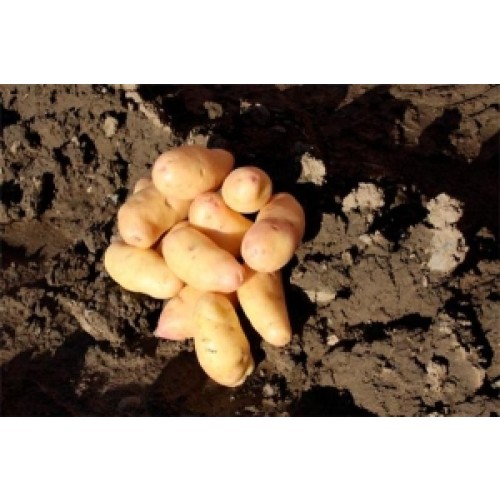 Harlequin Seed Potatoes - 20KG