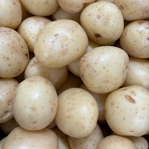Harry Seed Potatoes