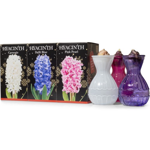 Multipack - Hyacinth Bulbs in Blue, Pink and White Vases (3 bulb packed seperately) - Gift Boxes by Jamieson Brothers®