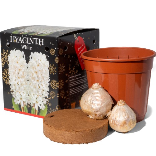 Hyacinth White (2 bulbs) - Gift Box by Jamieson Brothers