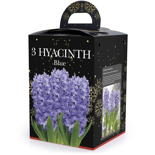 Hyacinth Blue (3bulb) - Gift Box