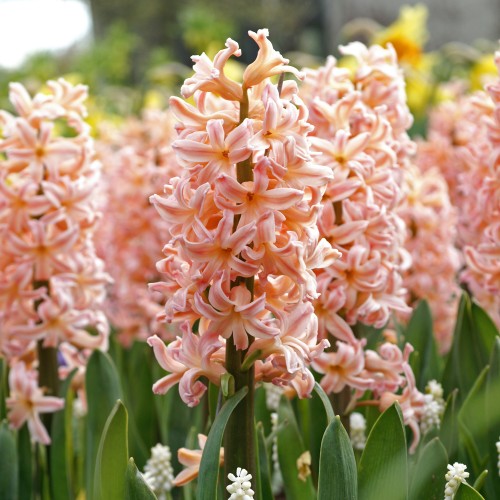 Hyacinthus Gipsy Queen 3 Bulbs Ready for Planting Now in UK Autumn Outdoor Gardens