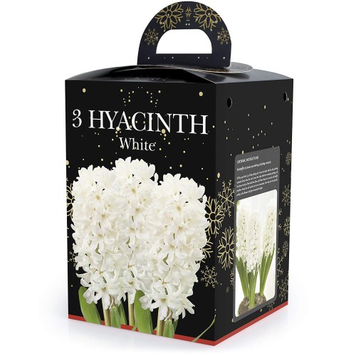 Hyacinth White (3 bulbs) - Gift Box by Jamieson Brothers 