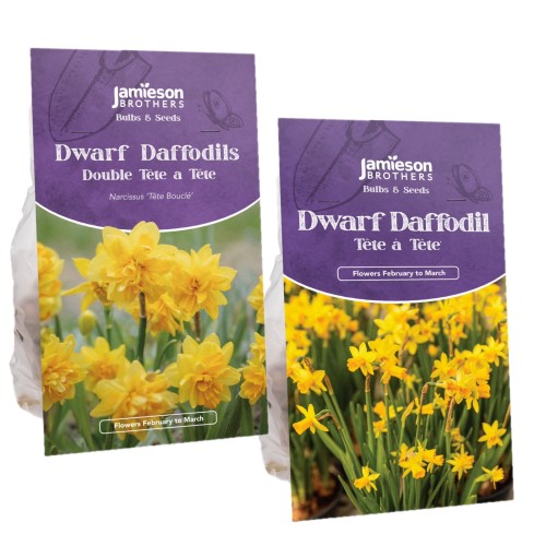 Tete a Tete and Double Tete a Tete (170 Bulbs) Dwarf Daffodil Bulbs Mixed Super Pack - Dwarf Daffodils by Jamieson Brothers