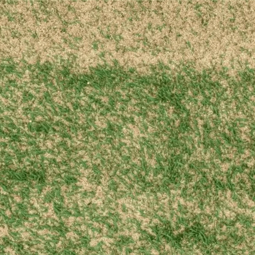 Horticultural Silica Sand 25kg – Sharp Sand for Propagation, Drainage & Soil Improvement | Ideal for Seed Sowing, Lawns & Garden Beds by Jamieson Brothers