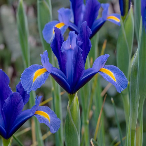 Dutch Iris Hollandica Sapphire Beauty 20 Bulbs Ready for Planting Now in UK Autumn Outdoor Gardens