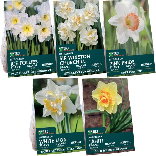 Daffodil Bulb Collection, 40 Bulbs, 5 Varieties, Sir Winston Churchill, Ice Follies, Tahiti, White Lion and Pink Pride - Autumn Planting for Spring Flowering