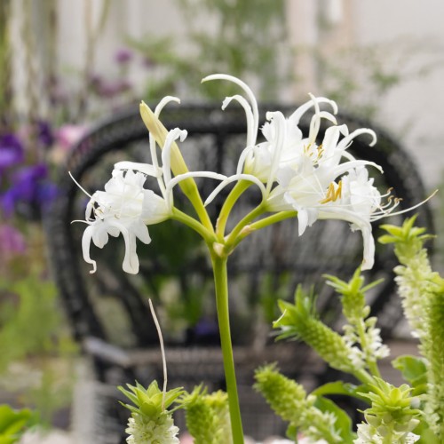 Ismene Festalis (Ismene Festalis) 2x Spring Planting Flower Bulbs