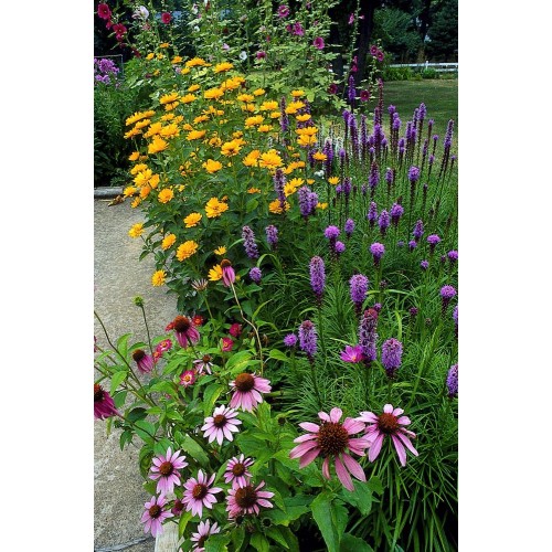 Echinacea & Rudbeckia Mixed (2 Bulbs) and Wildflower 'Butterfly' Mix Seeds Grow your own Bouquet by Jamieson Brothers