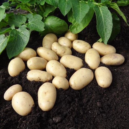 Jazzy 2kg Summer Planting Seed Potatoes (Approx. 22 tubers) By Jamieson Brothers