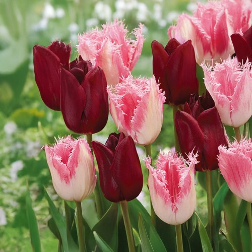 Crispy Velvet: Tulip Mix 8 Flower Bulbs Ready for Planting Now in UK Autumn Outdoor Gardens