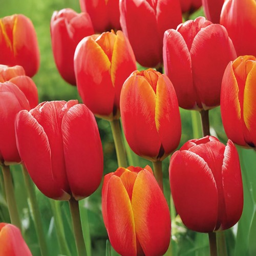 Edgy Reds Tulip Mix – Tulip Kung Fu & World’s Favourite Bulbs Ready for Planting Now in UK Autumn Outdoor Gardens
