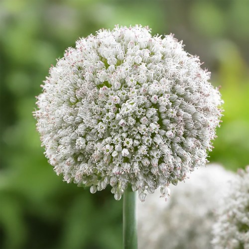 Allium Ping Pong 20 Bulbs Ready for Planting Now in UK Autumn Outdoor Gardens