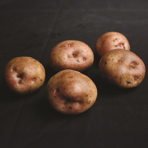 Kerrs Pink Seed Potatoes