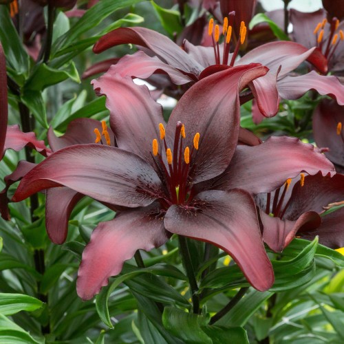 Lilium Asiatic Black 2 Bulbs Ready for Planting Now in UK Autumn Outdoor Gardens